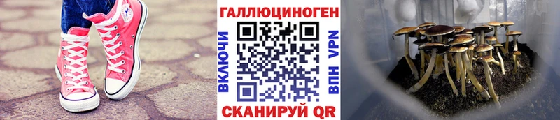 закладки МЕГА ссылки Псилоцибиновые грибы Psilocybe Никольское